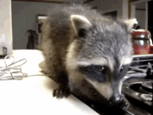 Caramel Kisses GIF - Animals Raccoon Baby GIFs