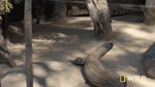 Chasing National Geographic GIF - Chasing National Geographic Secrets Of The Zoo Down Under GIFs