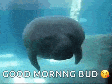 a manatee is swimming in the water with the words good morning bud written below it
