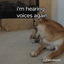 a dog laying on the floor with the words i 'm hearing voices again above it