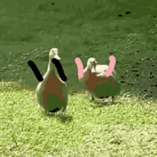 two ducks are standing next to each other in the grass