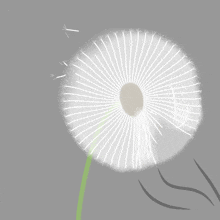 a drawing of a dandelion with the seeds blowing in the wind