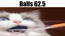 Balls Balls 62point5 GIF - Balls Balls 62point5 Cat GIFs