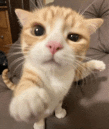 a close up of a cat 's face and paw