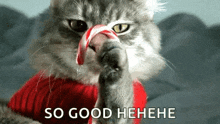 Candy Cane Cat GIF - Candy Cane Cat Candy GIFs