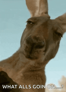 a close up of a kangaroo 's face with the words what alls goin on written below it