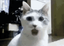 Open Mouth GIF - Open Mouth Shocked Cat GIFs
