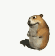 Sleeping Hamster Hamsters GIF - Sleeping Hamster Hamsters Cartoon GIFs
