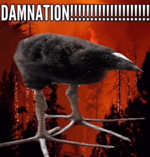 a black bird standing on a tree branch with the words damnation written on the bottom