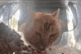 Mr Piss Mr Fresh Cat GIF - Mr Piss Mr Fresh Cat Cat Feeder GIFs
