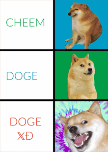 Doge Meme GIF