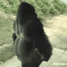 Peepo Leave Gorilla GIF - Peepo Leave Gorilla GIFs