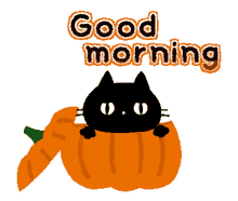 good morning pumpkin cat surprise