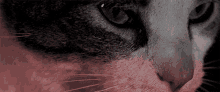 a close up of a cat 's face with a red stripe on the nose