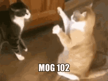 mog mog102 102 cat mog mog cat