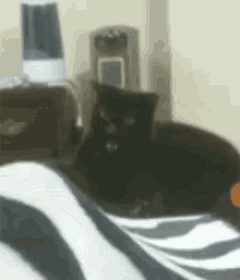 Cat Crazy GIF - Cat Crazy Insane GIFs