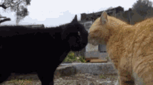 Cats Standoff GIF - Cats Standoff Cute GIFs