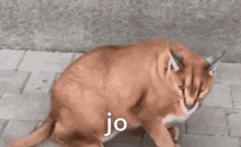 a close up of a cat standing on a sidewalk with its mouth open and the word jo written on it .