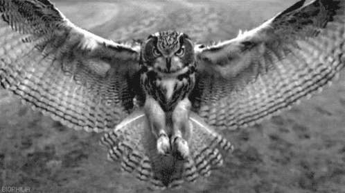 owls-flying.gif