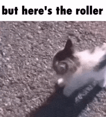 Cat But Heres The GIF - Cat But Heres The Roller GIFs