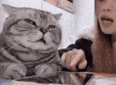Annoyed Cat Annoying GIF