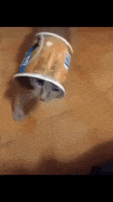 Cat Funny GIF - Cat Funny Silly Cat GIFs