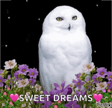 a white owl is sitting in a field of purple flowers and says sweet dreams .
