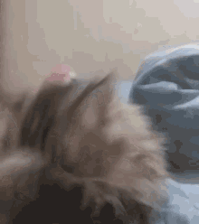 Cathy Cat Lover GIF - Cathy Cat Cat Lover GIFs