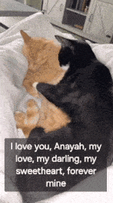 two cats hugging each other on a bed with a caption that says i love you anayah my love my darling
