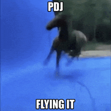 a picture of a horse jumping into a pool with the words pdj flying it below it