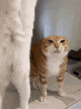 an orange and white cat standing next to another cat