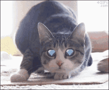 Buy Cat GIF - Buy Cat Eclipse GIFs