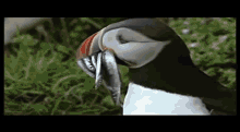 I Love Puffins GIF - Puffins Cute Eating GIFs