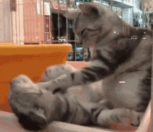 Asdffghhj Cat GIF - Asdffghhj Cat Massage GIFs