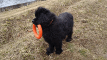 Confused Dog GIF - Confused Dog Cute GIFs