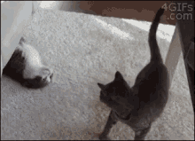 Cat Cute GIF - Cat Cute Cat Fight GIFs