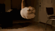 powerful fluffy flying cat floating amazing
