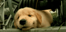 Goldenretriever Puppy GIF - Goldenretriever Puppy Sleeping GIFs