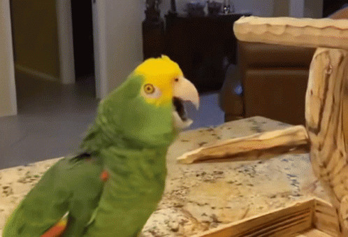 Parrot Sing GIF - Parrot Sing Scream - Discover & Share GIFs