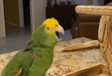 parrot sing scream