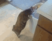 Cat Dumpster Dive GIF - Cat Dumpster Dive Curious GIFs