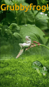 a picture of a frog on a branch with the words grubbyfrog written above it