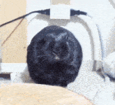 a black rabbit is sitting on a person 's leg looking at the camera