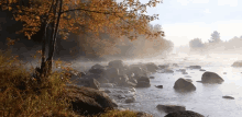 Fog Tree GIF - Fog Tree Stones GIFs