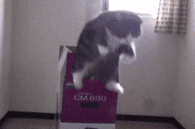 Meow Jump GIF - Meow Jump Kitten GIFs