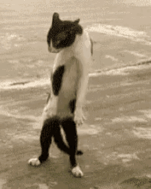 Dancing Cat GIF - Dancing Cat Work Or Not Work GIFs