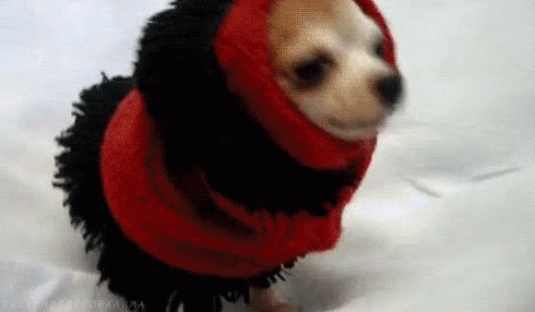 A Bit Chilly GIF - Cold Dog Cute - Discover & Share GIFs