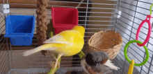 can canaries and finches live together