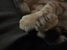 a close up of a cat 's paw laying on a black blanket