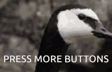 stare goose press more buttons